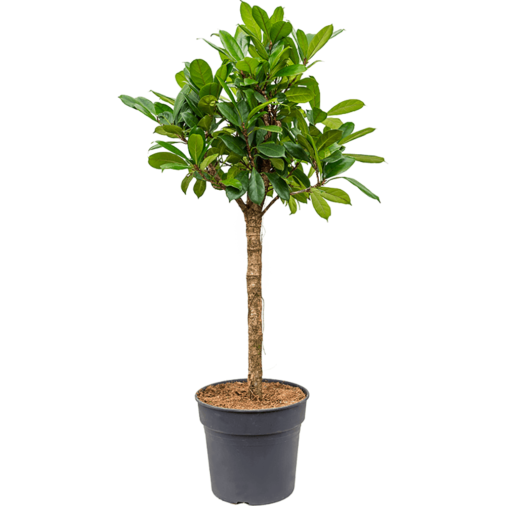 Ficus Cyathistipula (altoit pe tulpina) - 140 cm - VERDENA-140 cm la livrare, in ghiveci cu Ø de 27 cm