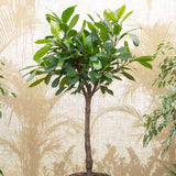 Ficus Cyathistipula (altoit pe tulpina) - 140 cm - VERDENA-140 cm inaltime livrat in ghiveci de 13 L