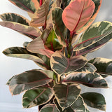 Ficus Elastica Belize Tricolor - 55 cm - VERDENA-55 cm inaltime, livrat in ghiveci de 3 l