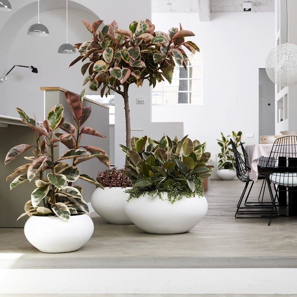 Ficus elastica Belize - 100 cm