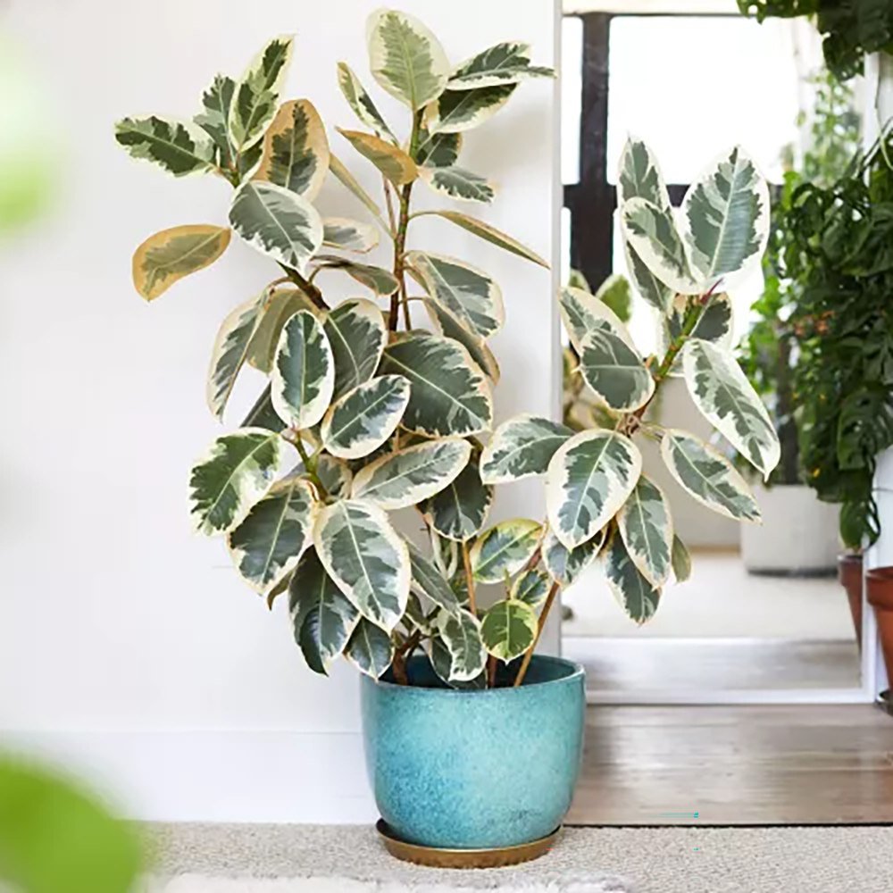 Ficus Elastica Tineke Bicolor - 80 cm