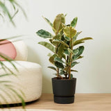 Ficus Elastica Tineke Bicolor - 80 cm - VERDENA-80 cm inaltime, livrat in ghiveci de 5 l