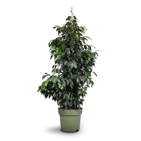 Ficus Exotica - 145 cm - VERDENA-145 cm inaltime, livrat in ghiveci de 9 l