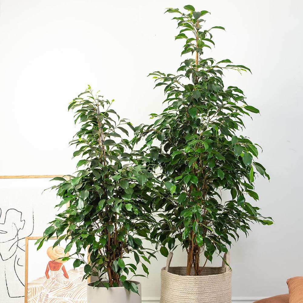 Ficus Exotica - 145 cm - VERDENA-145 cm inaltime, livrat in ghiveci de 9 l