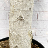 Ficus Ginseng cu Tulpina Dreapta - 60 cm - VERDENA-55-65 cm inaltime, livrat in ghiveci de 4.5 l