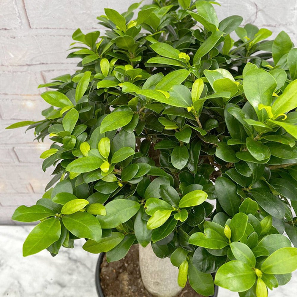 Ficus Ginseng cu Tulpina Dreapta - 60 cm - VERDENA-55-65 cm inaltime, livrat in ghiveci de 4.5 l