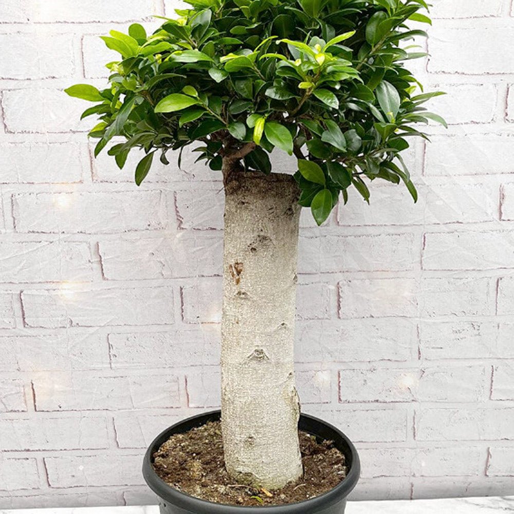 Ficus Ginseng cu Tulpina Dreapta - 90 cm - VERDENA-90 cm inaltime, livrat in ghiveci de 12.5 l