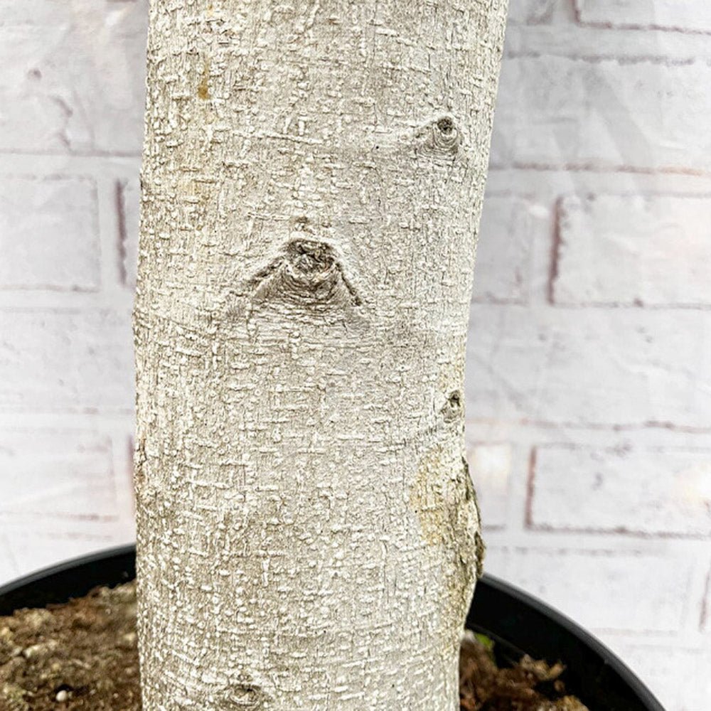 Ficus Ginseng cu Tulpina Dreapta - 90 cm - VERDENA-90 cm inaltime, livrat in ghiveci de 12.5 l