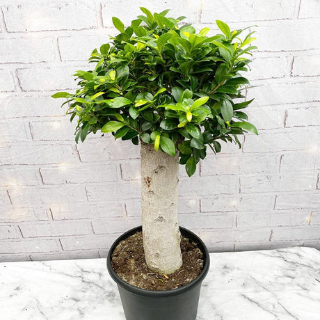 Black Friday - Reduceri Ficus Ginseng cu Tulpina Dreapta - 70 cm Promotie