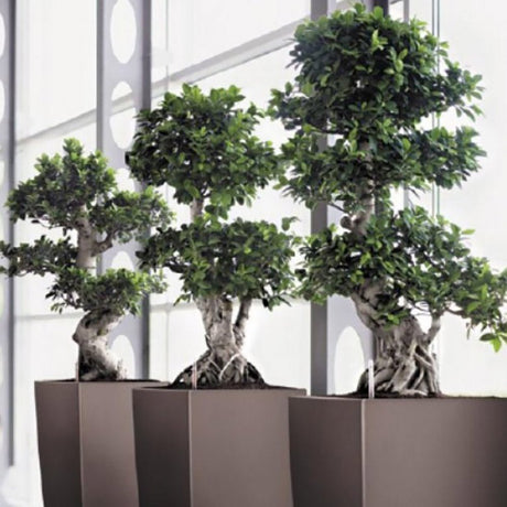 Ficus Ginseng Microcarpa Compacta - 115-120 cm - VERDENA-110 cm inaltime, livrat in ghiveci de 17 l