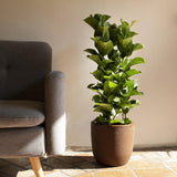 Ficus lyrata - 110 cm - VERDENA-110 cm inaltime livrat in ghiveci de 6 L