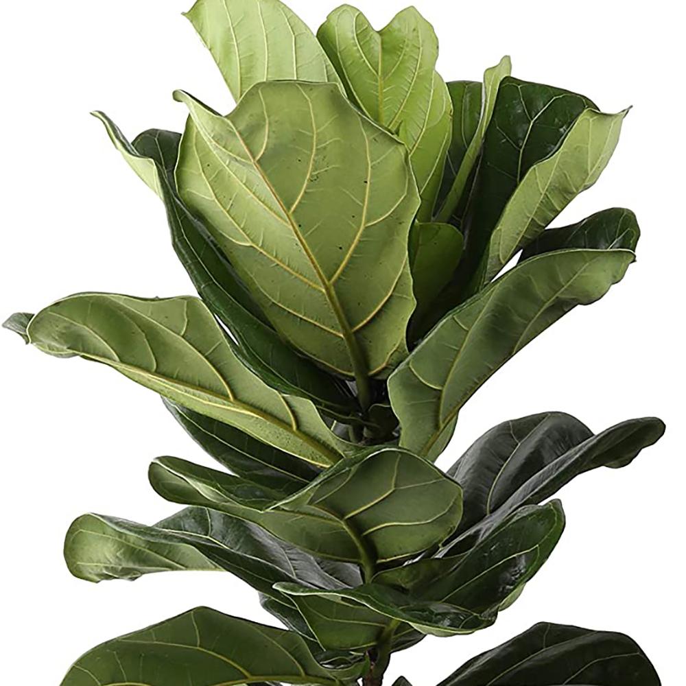 Ficus lyrata - 110 cm - VERDENA-110 cm inaltime livrat in ghiveci de 6 L
