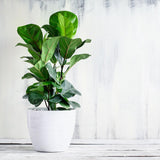 Black Friday - Reduceri Ficus Lyrata - 120 cm Promotie