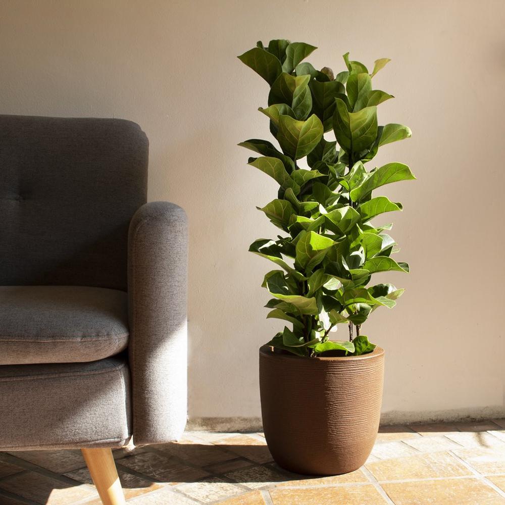 Black Friday - Reduceri Ficus Lyrata - 120 cm Promotie