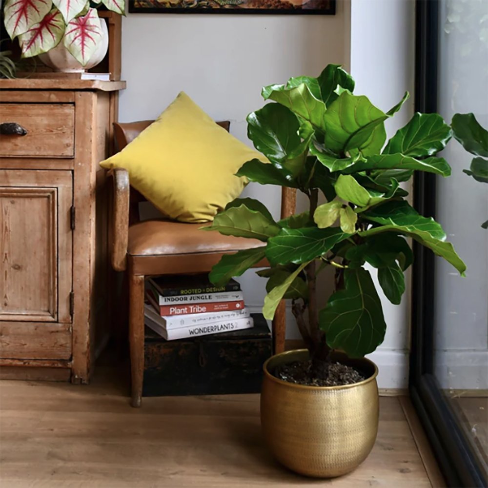 Black Friday - Reduceri Ficus Lyrata - 120 cm Promotie