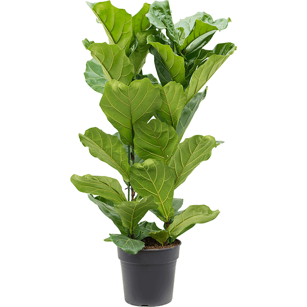 Ficus Lyrata - 130 cm