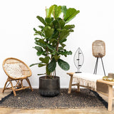 Black Friday - Reduceri Ficus Lyrata - 150 cm Promotie