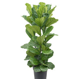 Ficus lyrata - 150 cm - VERDENA-150 cm inaltime livrat in ghiveci de 20 L