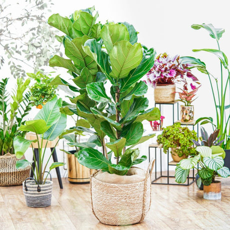 Ficus Lyrata - 150 cm