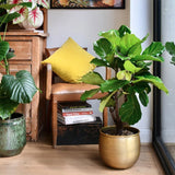 Black Friday - Reduceri Ficus Lyrata - 150 cm Promotie