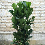 Ficus lyrata - 170 cm - VERDENA-170 cm inaltime livrat in ghiveci de 20 L