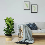 Ficus lyrata Bambino - 65 cm - VERDENA-65 cm inaltime in ghiveci de 6 l