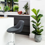 Ficus lyrata Bambino - 65 cm - VERDENA-65 cm inaltime in ghiveci de 6 l