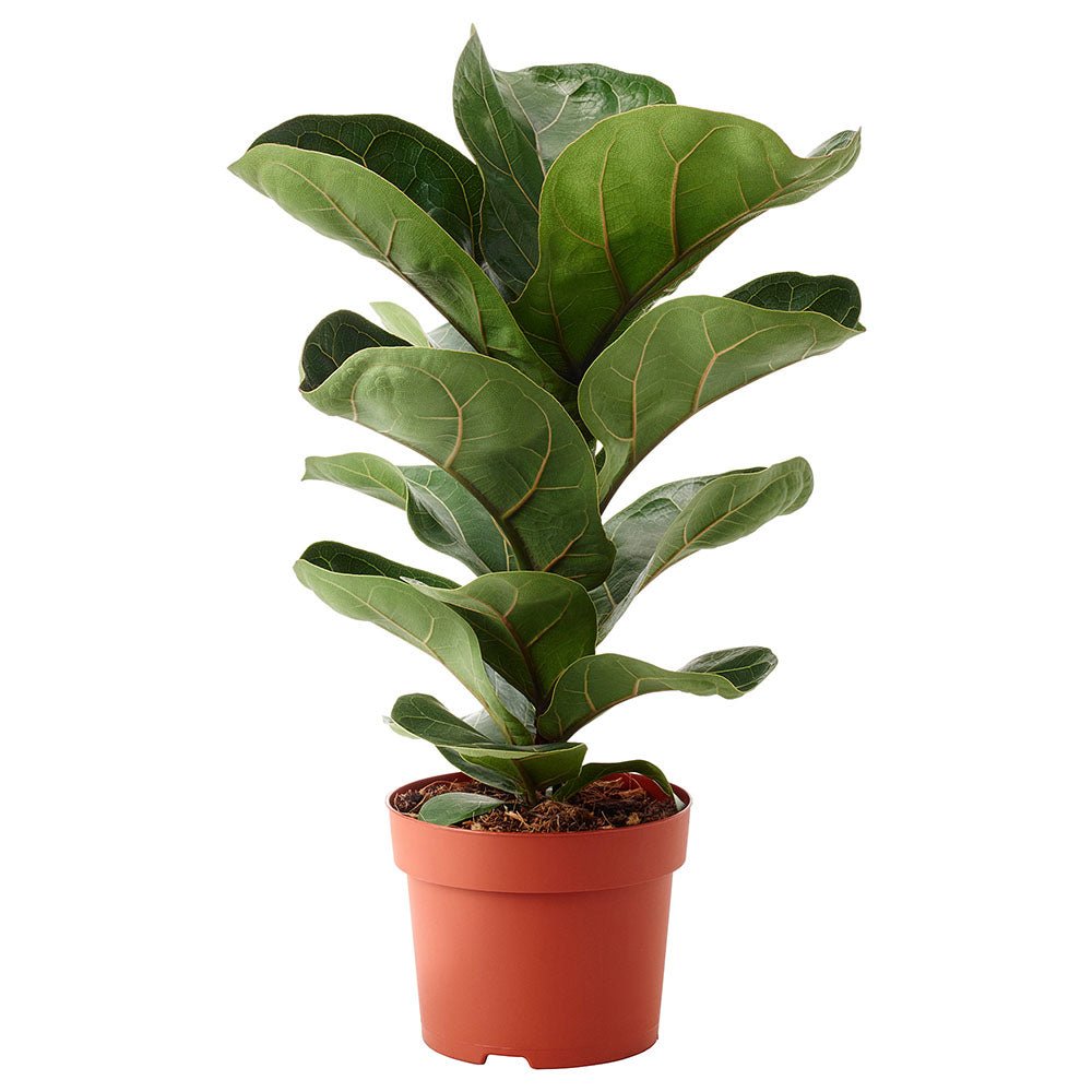 Ficus lyrata Bambino - 65 cm - VERDENA-65 cm inaltime in ghiveci de 6 l