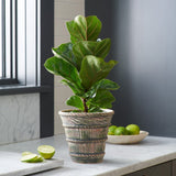 Ficus lyrata Bambino - 65 cm - VERDENA-65 cm inaltime in ghiveci de 6 l