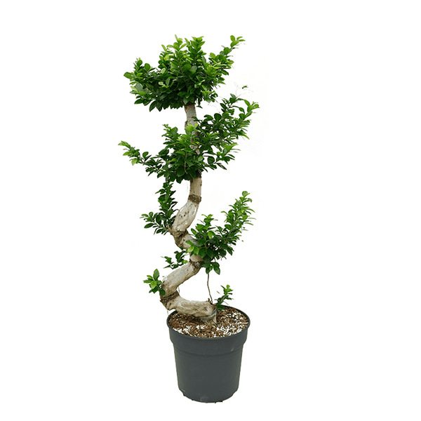 Ficus microcarpa Compacta - 150 cm - VERDENA-150 cm la livrare, in ghiveci cu Ø de 32 cm