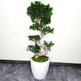 Ficus microcarpa Ginseng - 110 cm - VERDENA-110 cm la livrare, in ghiveci cu Ø de 35 cm