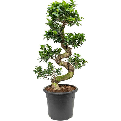 Black Friday - Reduceri Ficus Bonsai Ginseng Forma Spirala  - 130 cm Promotie