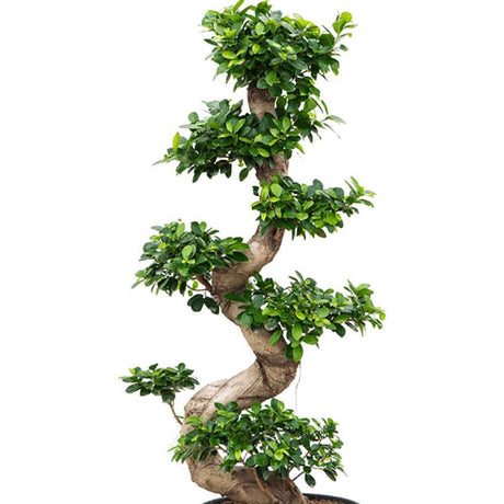 Ficus microcarpa Ginseng - 160 cm - VERDENA-160 cm inaltime livrat in ghiveci de 50 L