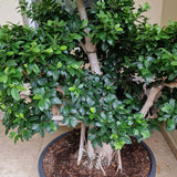 Ficus microcarpa Ginseng - 170 cm - VERDENA-170 cm la livrare in ghiveci cu Ø de 80 cm