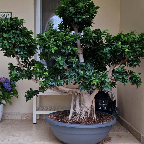 Ficus microcarpa Ginseng - 170 cm - VERDENA-170 cm la livrare in ghiveci cu Ø de 80 cm