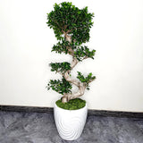 Ficus microcarpa Ginseng - 60 cm - VERDENA-60 cm la livrare in ghiveci cu Ø de 22 cm