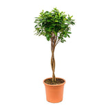 Ficus Moclame - 70 cm - VERDENA-70 cm inaltime livrat in ghiveci cu Ø 17 cm
