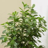 Ficus Moclame - 70 cm - VERDENA-70 cm inaltime livrat in ghiveci cu Ø 17 cm