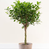 Ficus Moclame - 90 Cm - VERDENA-90 cm inaltime livrat in ghiveci de 4.5 l
