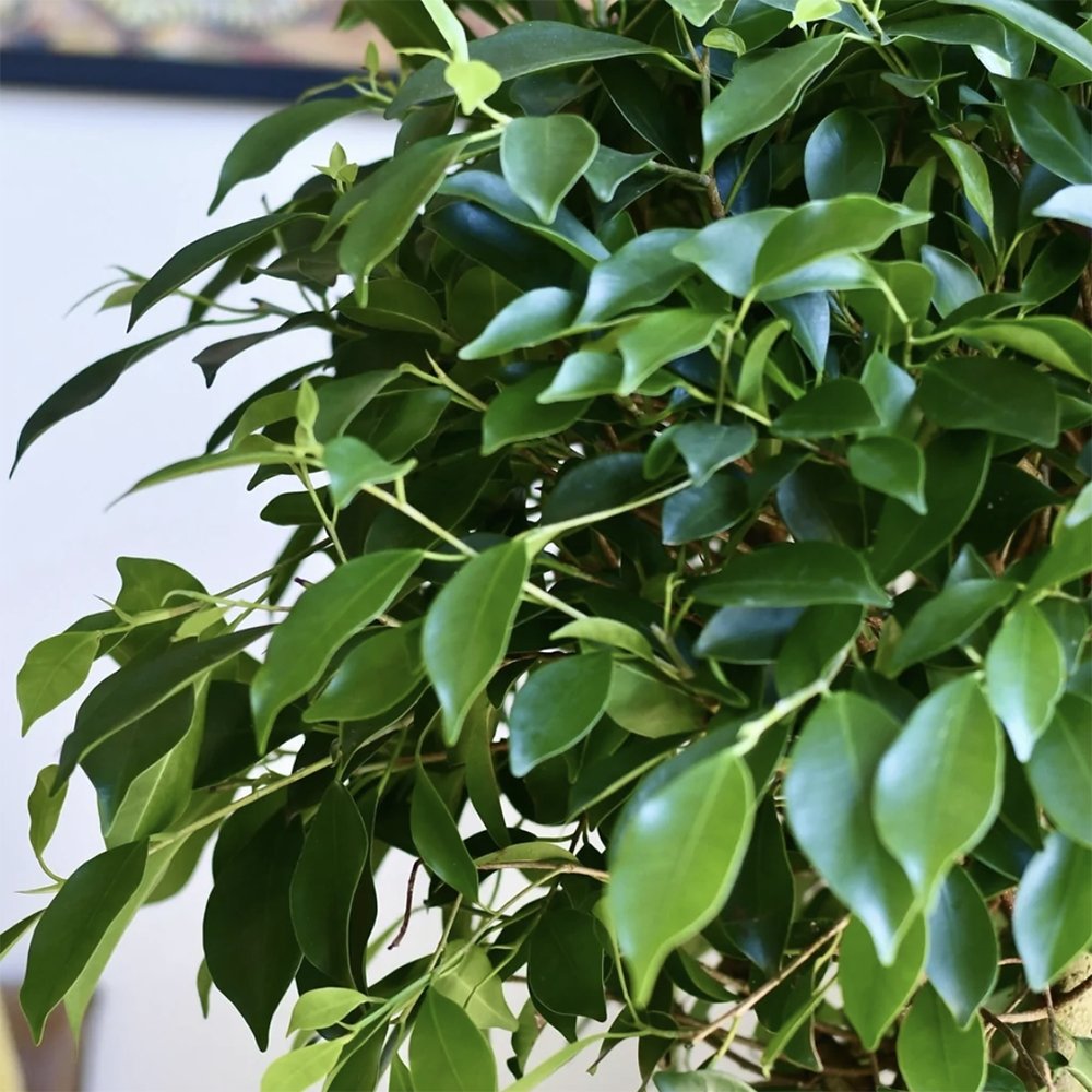 Ficus Nitida altoit pe tulpina - VERDENA-100 cm la livrare in ghiveci de Ø 24 cm