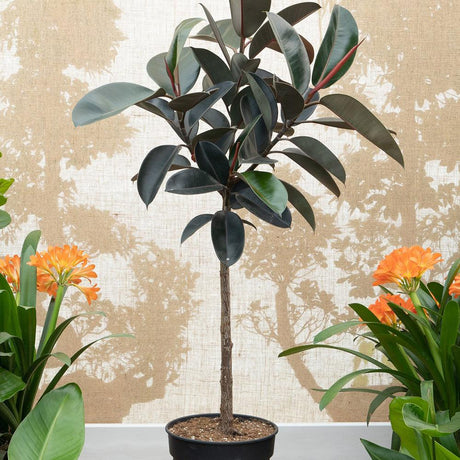 Ficus Petite Melany - 75 cm, livrat in ghiveci cu diametru de 24cm si 23cm inaltime