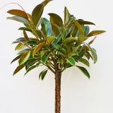 Ficus Petite Melany - 75 cm, livrat in ghiveci cu diametru de 24cm si 23cm inaltime