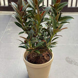 Ficus Petite Melany - 75 cm, livrat in ghiveci cu diametru de 24cm si 23cm inaltime