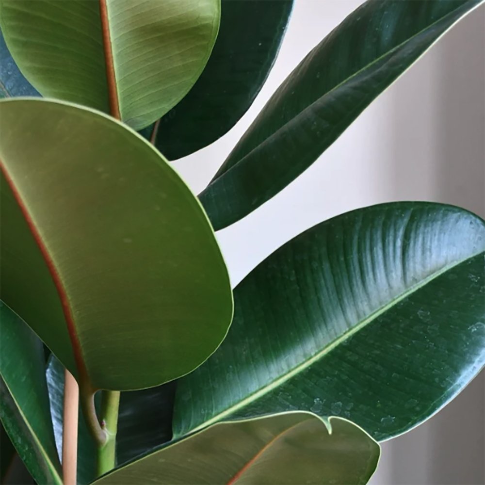Ficus Robusta - 110 cm - VERDENA-110 cm la livrare, in ghiveci cu Ø de 30 cm