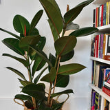 Ficus Robusta - 110 cm - VERDENA-110 cm la livrare, in ghiveci cu Ø de 30 cm