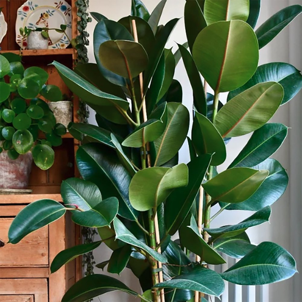 Ficus Robusta - 110 cm - VERDENA-110 cm la livrare, in ghiveci cu Ø de 30 cm