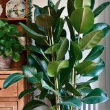 Ficus Robusta - 110 cm - VERDENA-110 cm la livrare, in ghiveci cu Ø de 30 cm