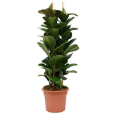 Ficus Robusta - 110 cm - VERDENA-110 cm la livrare, in ghiveci cu Ø de 30 cm