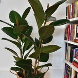 Ficus Robusta - 130 cm - VERDENA-130 cm la livrare, in ghiveci cu Ø de 23 cm