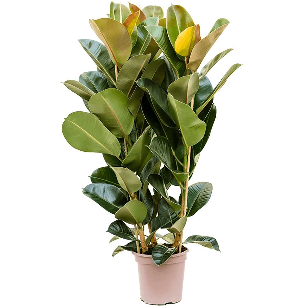 Ficus Robusta - 130 cm - VERDENA-130 cm la livrare, in ghiveci cu Ø de 23 cm